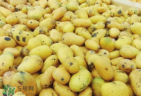 芒果爛了一點(diǎn)能吃嗎？芒果爛了一半還能吃嗎？