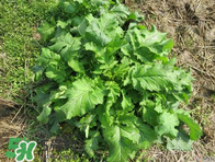 臘菜怎么腌制？臘菜怎么做好吃？