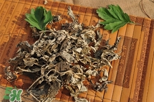 艾草可以治療宮寒嗎？艾草泡腳能治宮寒嗎？