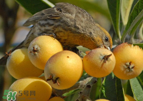 吃枇杷會胖嗎？晚上吃枇杷會胖嗎？