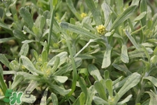 艾草可以治痛經(jīng)嗎？艾草能治月經(jīng)不調(diào)嗎？