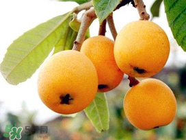 新鮮枇杷怎么吃止咳？新鮮枇杷怎么吃？