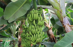 香蕉上有黑點能吃嗎？帶黑點的香蕉能吃嗎？