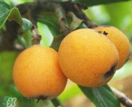 新鮮枇杷怎么吃止咳？新鮮枇杷怎么吃？