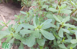 馬齒莧孕婦能吃嗎？馬齒莧孕婦可以外用嗎？