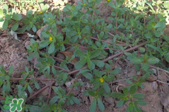 馬齒莧孕婦能吃嗎？馬齒莧孕婦可以外用嗎？