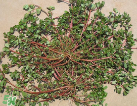 馬齒莧孕婦能吃嗎？馬齒莧孕婦可以外用嗎？