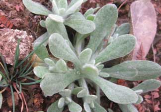 清明菜怎么保存？清明菜可以放冰箱嗎？