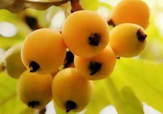 枇杷和蘋果能一起吃嗎？蘋果和枇杷能一起煮嗎？