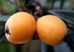 糖尿病能吃枇杷嗎？糖尿病人能吃枇杷嗎？