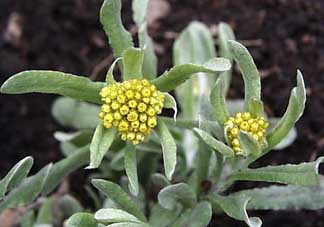 孕婦可以吃清明菜嗎？清明菜孕婦能吃嗎？