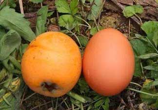 枇杷能和雞蛋一起吃嗎？枇杷可以和蛋一起吃嗎？