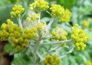 清明菜開花了能不能吃？清明菜怎么吃？