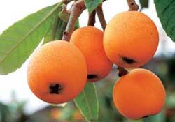 六個(gè)月寶寶可以吃枇杷嗎？6個(gè)月的寶寶能吃枇杷嗎？