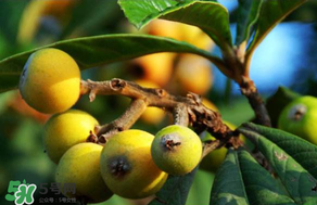 枇杷可以和蔥一起煮嗎？蔥和枇杷葉一起煮可以喝嗎？