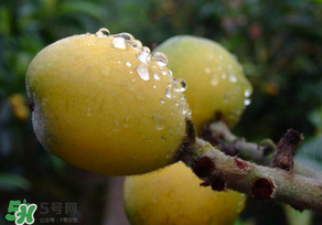 枇杷可以和蔥一起煮嗎？蔥和枇杷葉一起煮可以喝嗎？