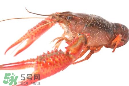 痛風(fēng)可以吃小龍蝦嗎？吃小龍蝦會引發(fā)痛風(fēng)嗎？