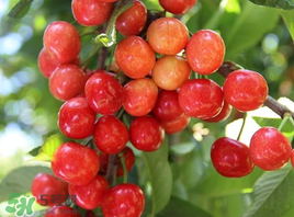 枇杷和櫻桃能一起吃嗎？枇杷和櫻桃可以一起吃嗎？