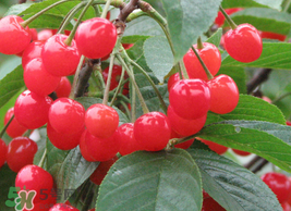 枇杷和櫻桃能一起吃嗎？枇杷和櫻桃可以一起吃嗎？