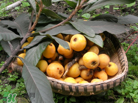 枇杷和櫻桃能一起吃嗎？枇杷和櫻桃可以一起吃嗎？