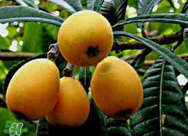 枇杷和桃可以一起吃嗎？枇杷和桃子能一起吃嗎？