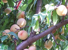 枇杷和桃可以一起吃嗎？枇杷和桃子能一起吃嗎？