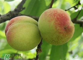 枇杷和桃可以一起吃嗎？枇杷和桃子能一起吃嗎？