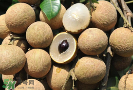 枇杷和龍眼能一起吃嗎？枇杷和桂圓能一起吃嗎？