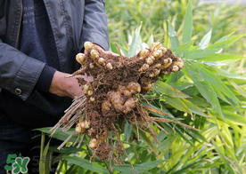 枇杷和姜能一起吃嗎？枇杷和生姜能一起煮嗎？