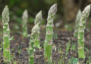 蘆筍什么人不能吃？蘆筍哪些人不能吃？