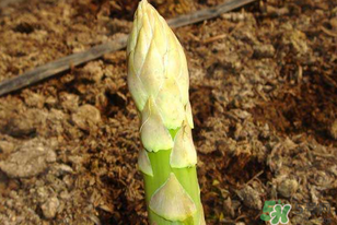 蘆筍什么人不能吃？蘆筍哪些人不能吃？