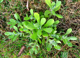 清明菜可以種植嗎？清明菜怎么種植？