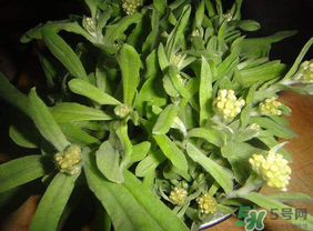 清明菜可以種植嗎？清明菜怎么種植？