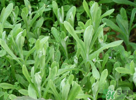 清明菜可以種植嗎？清明菜怎么種植？