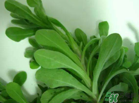 清明菜可以降血壓嗎？清明菜能降血壓嗎？