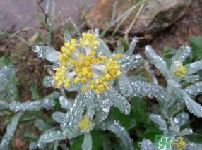 清明菜可以降血壓嗎？清明菜能降血壓嗎？