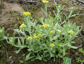 清明菜可以降血壓嗎？清明菜能降血壓嗎？