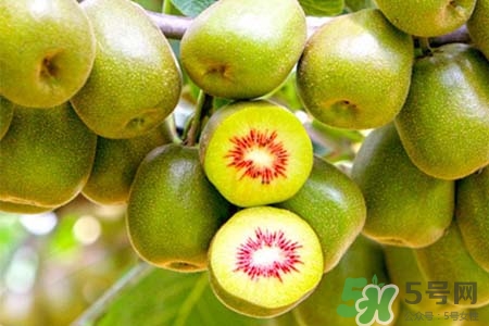 獼猴桃是低糖水果嗎？獼猴桃含糖量高嗎？