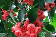 蓮霧是低糖水果嗎？蓮霧含糖量高嗎？