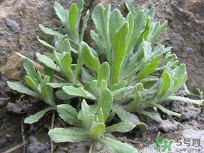 清明草怎么保存？清明草怎么鮮？