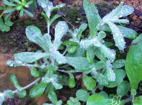 清明草怎么保存？清明草怎么鮮？