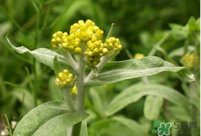 清明草怎么保存？清明草怎么鮮？