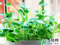金錢草怎么養(yǎng)？金錢草好養(yǎng)嗎？