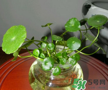 金錢草怎么養(yǎng)？金錢草好養(yǎng)嗎？