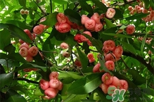 寶寶可以吃蓮霧嗎？寶寶多大能吃蓮霧？