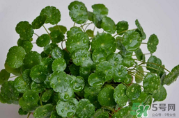 金錢草泡水喝的功效？金錢草有什么作用？