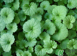 金錢草泡水喝的功效？金錢草有什么作用？