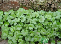 金錢草泡水喝的功效？金錢草有什么作用？