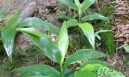 淡竹葉的功效與作用 淡竹葉有什么功效？