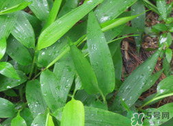 淡竹葉的功效與作用 淡竹葉有什么功效？